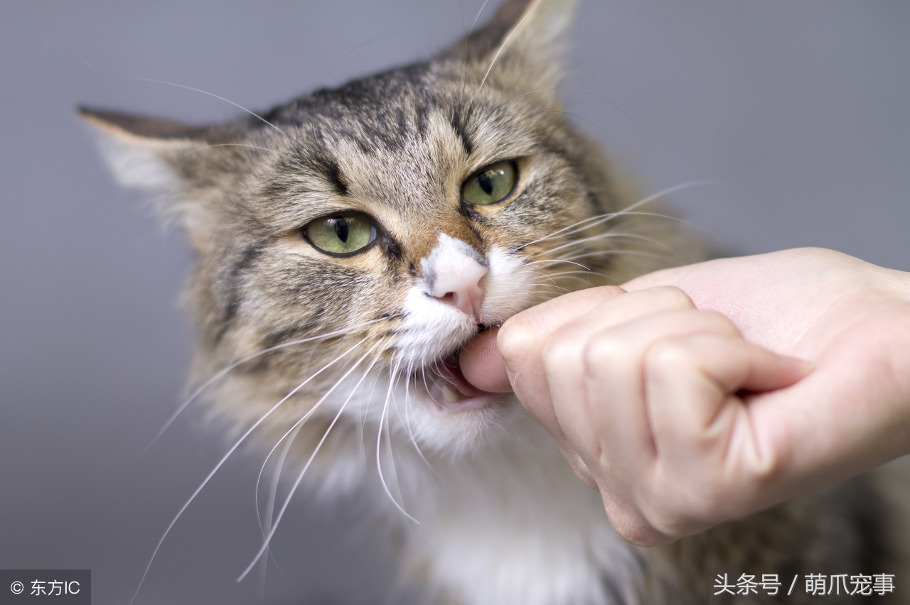 让铲屎官最头疼的问题，猫咪爱咬人怎么办？记住做好这5点！