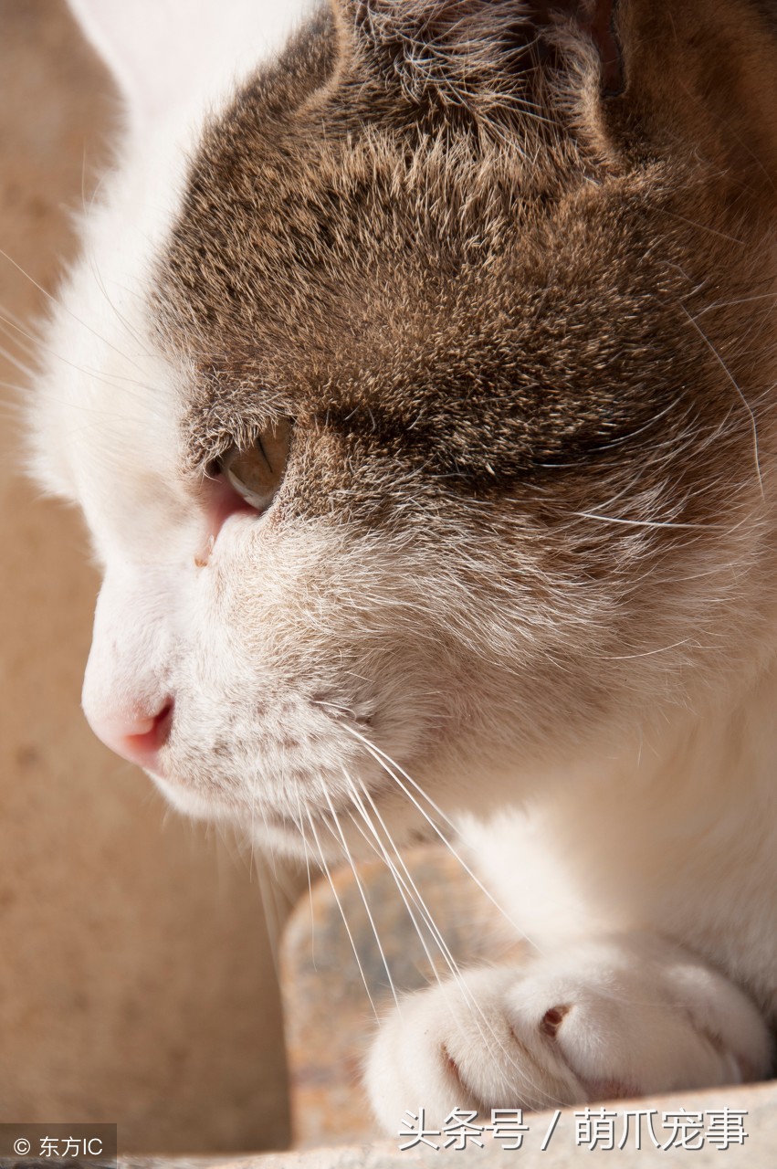 让铲屎官最头疼的问题，猫咪爱咬人怎么办？记住做好这5点！