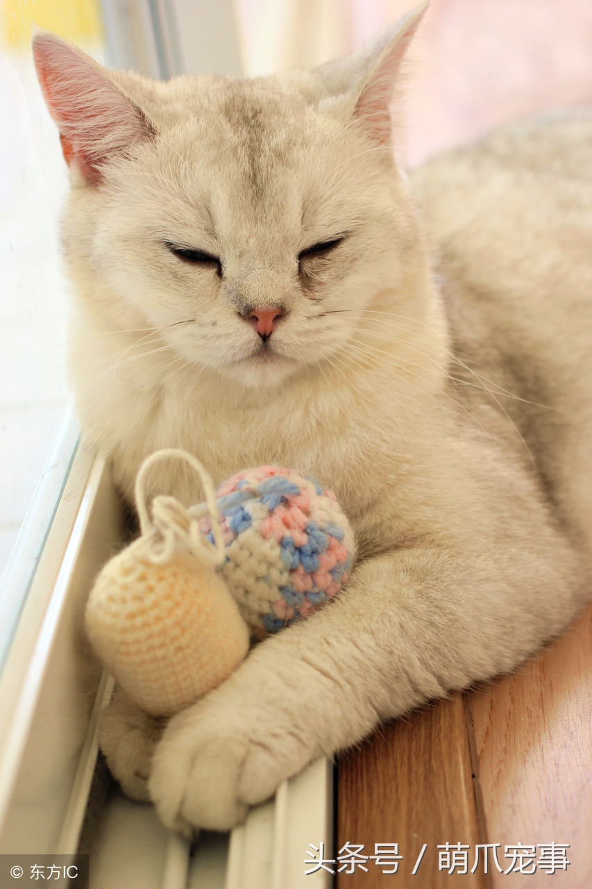 让铲屎官最头疼的问题，猫咪爱咬人怎么办？记住做好这5点！