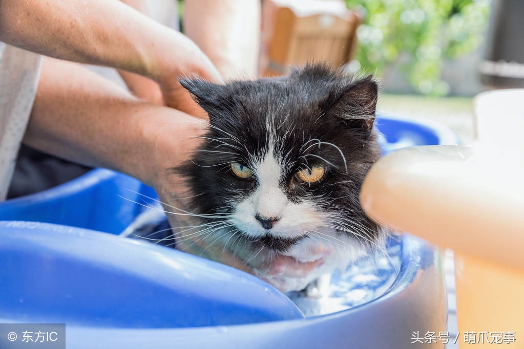 让铲屎官最头疼的问题，猫咪爱咬人怎么办？记住做好这5点！