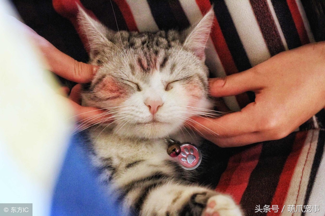 让铲屎官最头疼的问题，猫咪爱咬人怎么办？记住做好这5点！