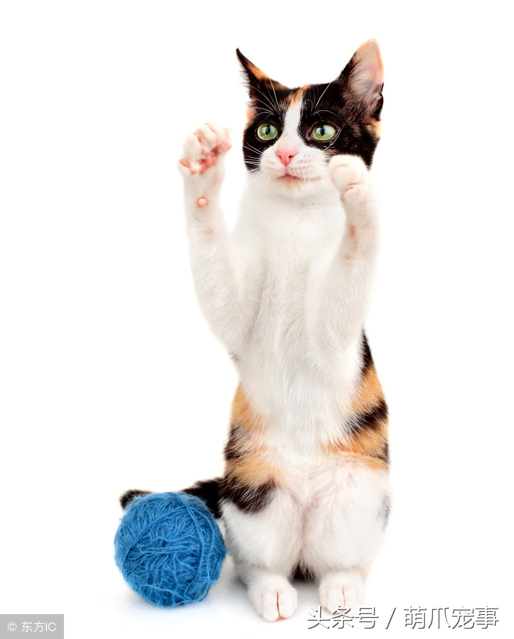 让铲屎官最头疼的问题，猫咪爱咬人怎么办？记住做好这5点！