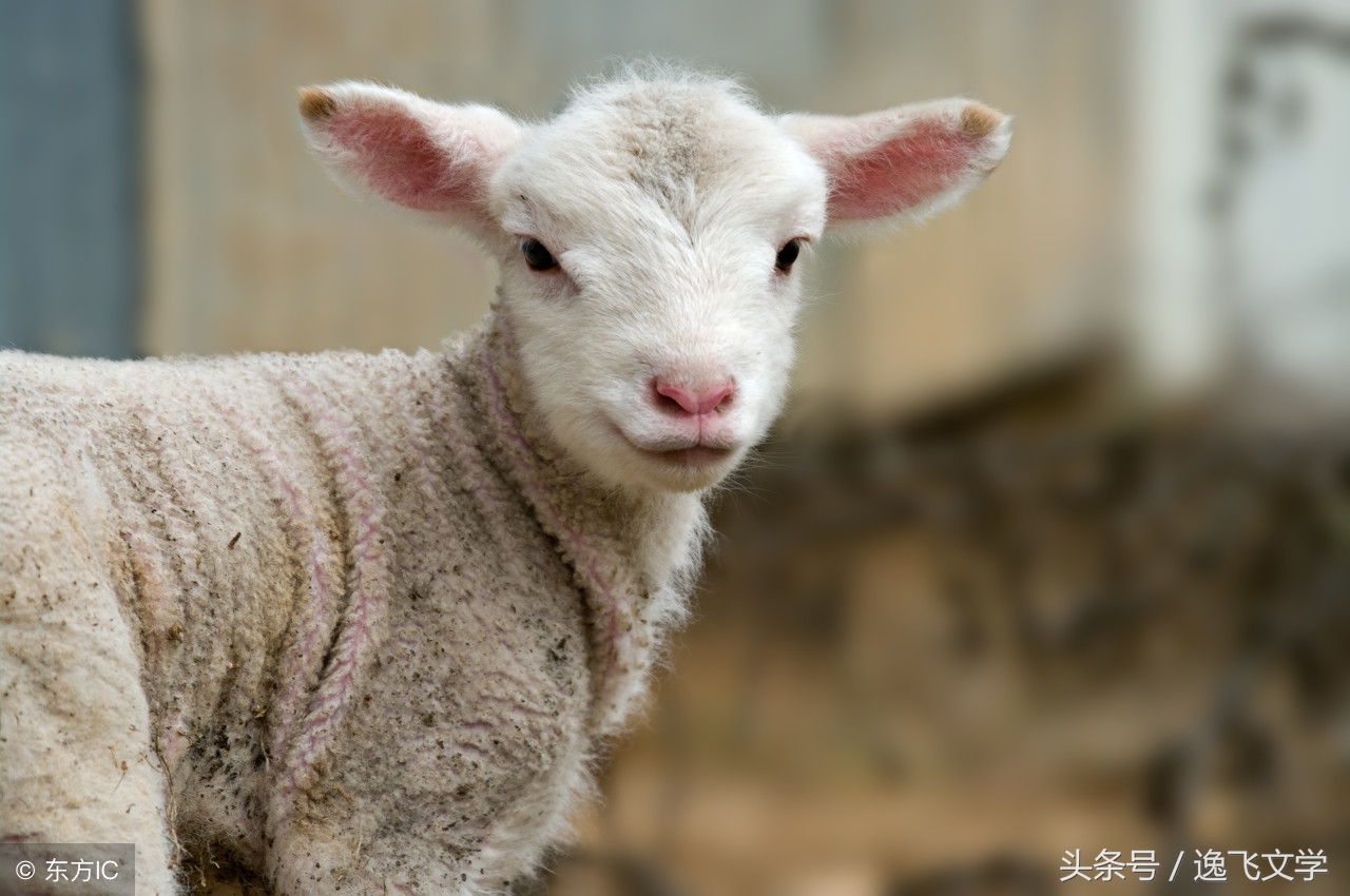 小羊的故事睡前故事(小羊的故事有哪些)