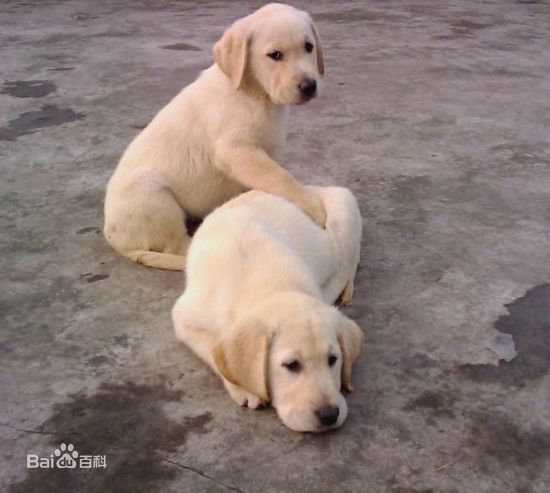 世界杯茶杯犬(宠物狗百科全书（上）中小型犬有哪些品种？各有怎样的性格特点？)