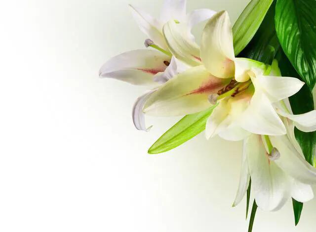 疫情·考场佳作《说谎的百合》月色敞怀吻百合，百合探头迎月色