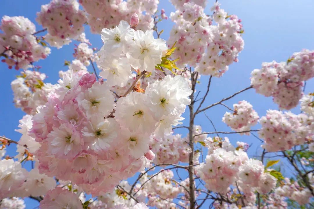 cctv13共同关注直播（惊艳全国，央视都来直播！旅顺的樱花到底有多美？）