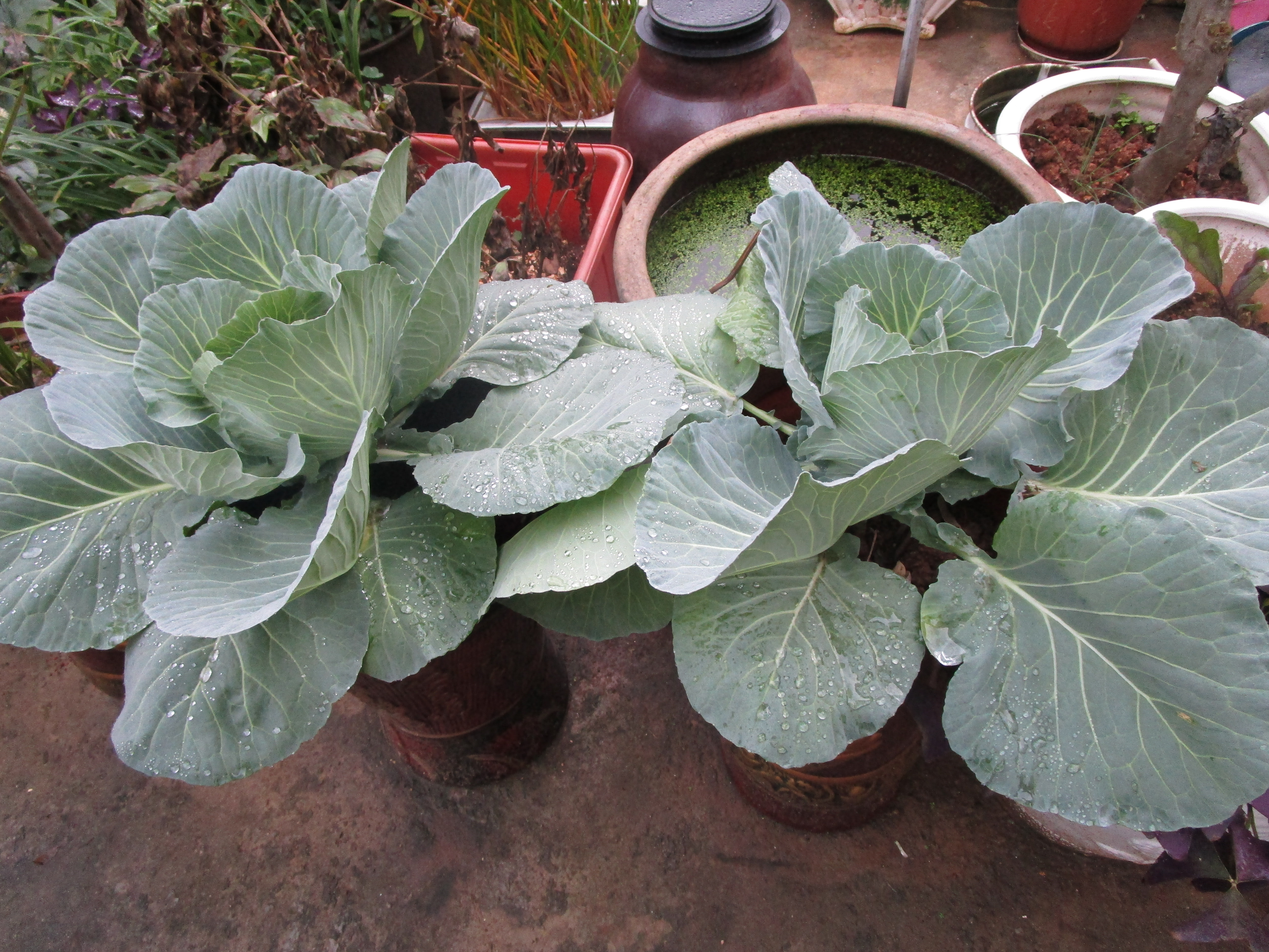 甘蓝是什么(甘蓝是什么科植物) - 风集网