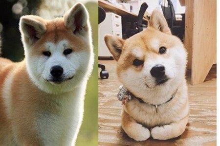 柴犬和秋田犬的区别是什么