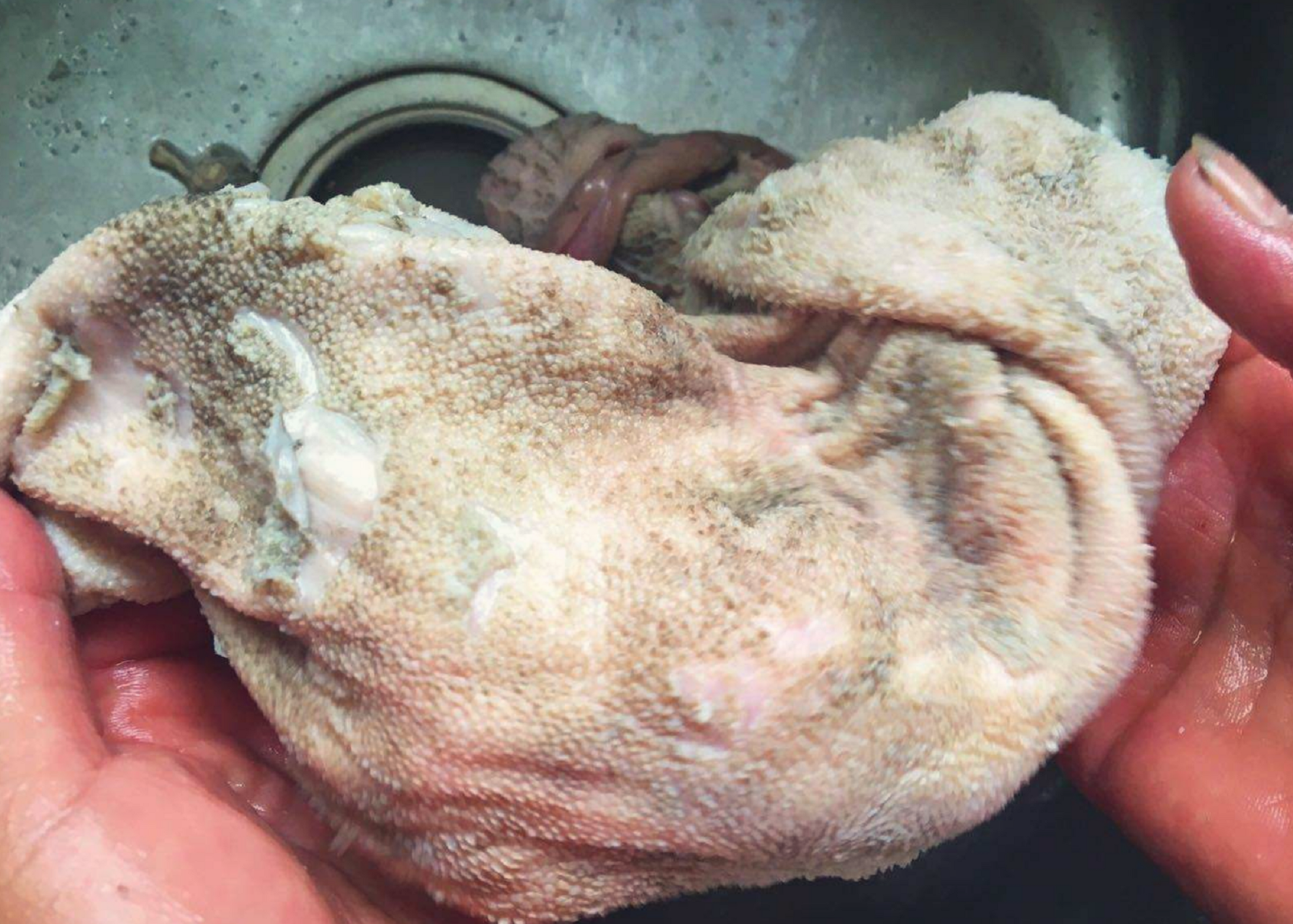 洗羊肚,怎么洗又快又干净?教你只"加3样",洗的又白又无异味