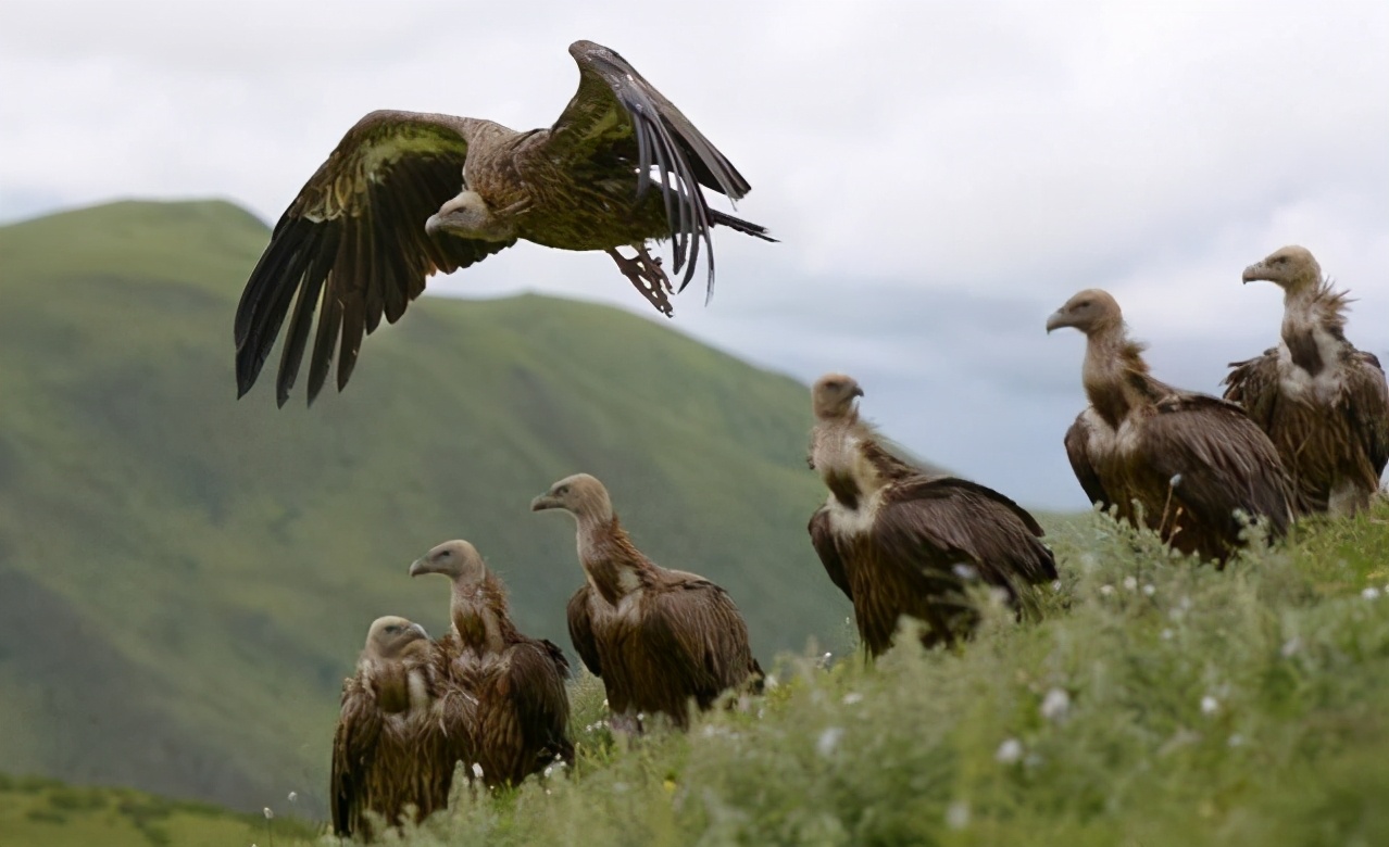 食腐的秃鹫为何百毒不侵?人们低估了它们的重要性