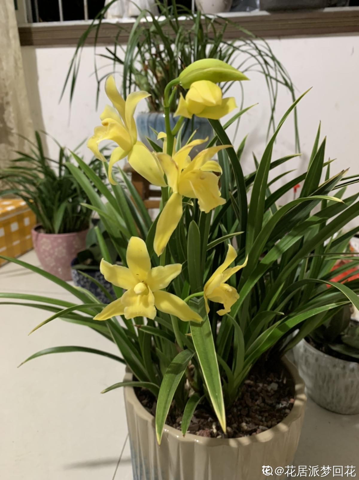 20种常见植物浇水方法,一句话说到重点,建议收藏