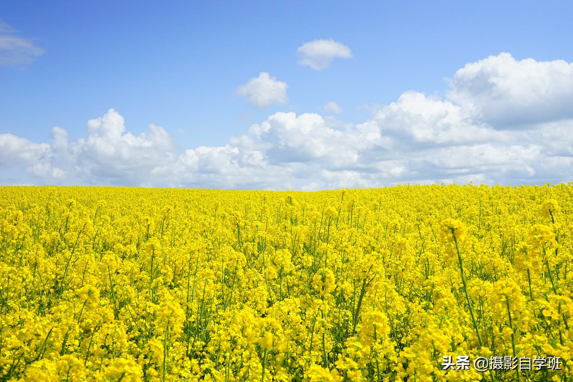 花朵咋拍漂亮？Snapseed曲线咋用，纯黑背景咋修，这篇教程全介绍