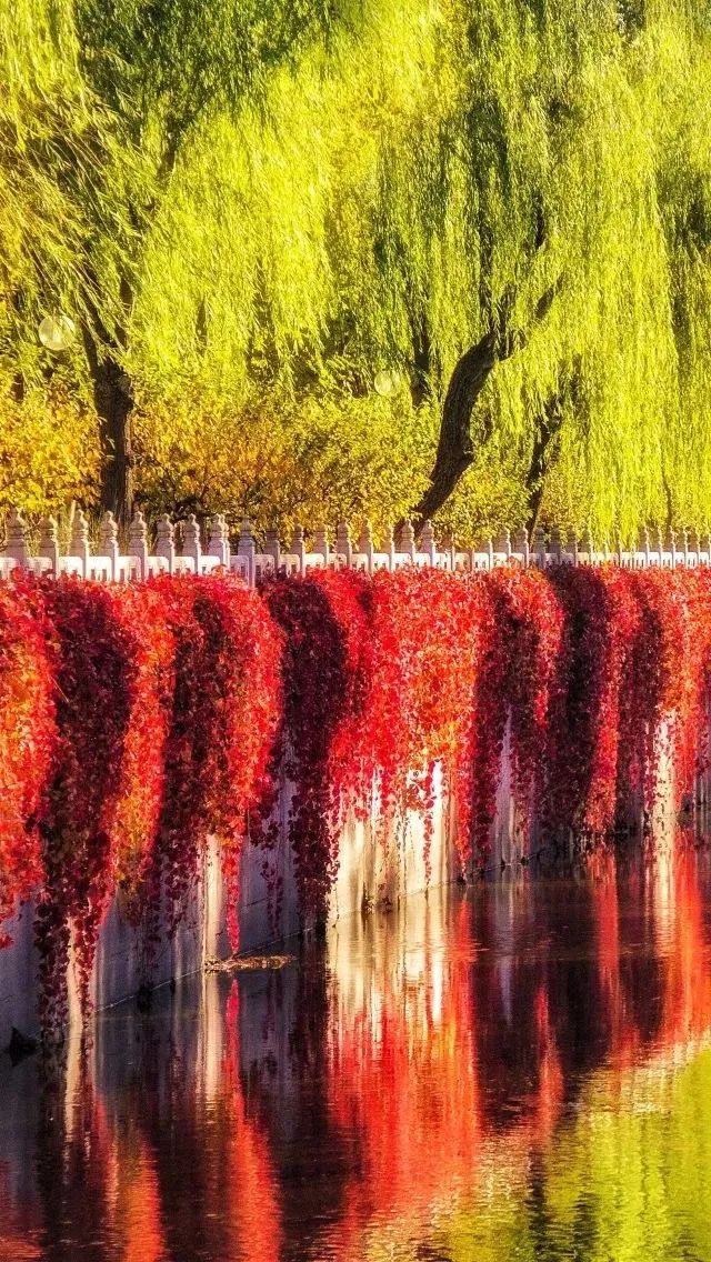 你的理想大学，终于被做成了手机壁纸