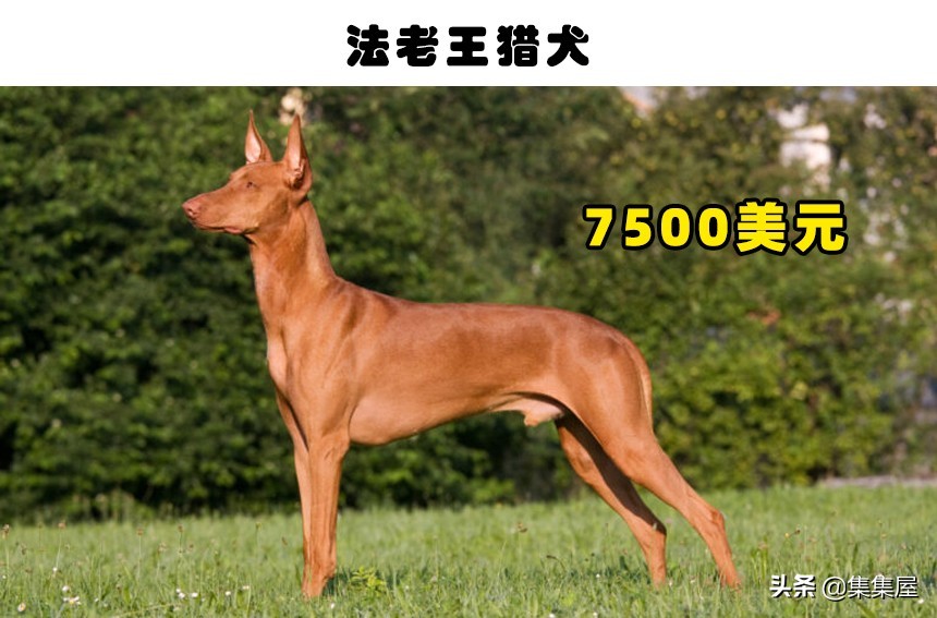 世界最贵的狗排名第一（世界上最贵的狗）