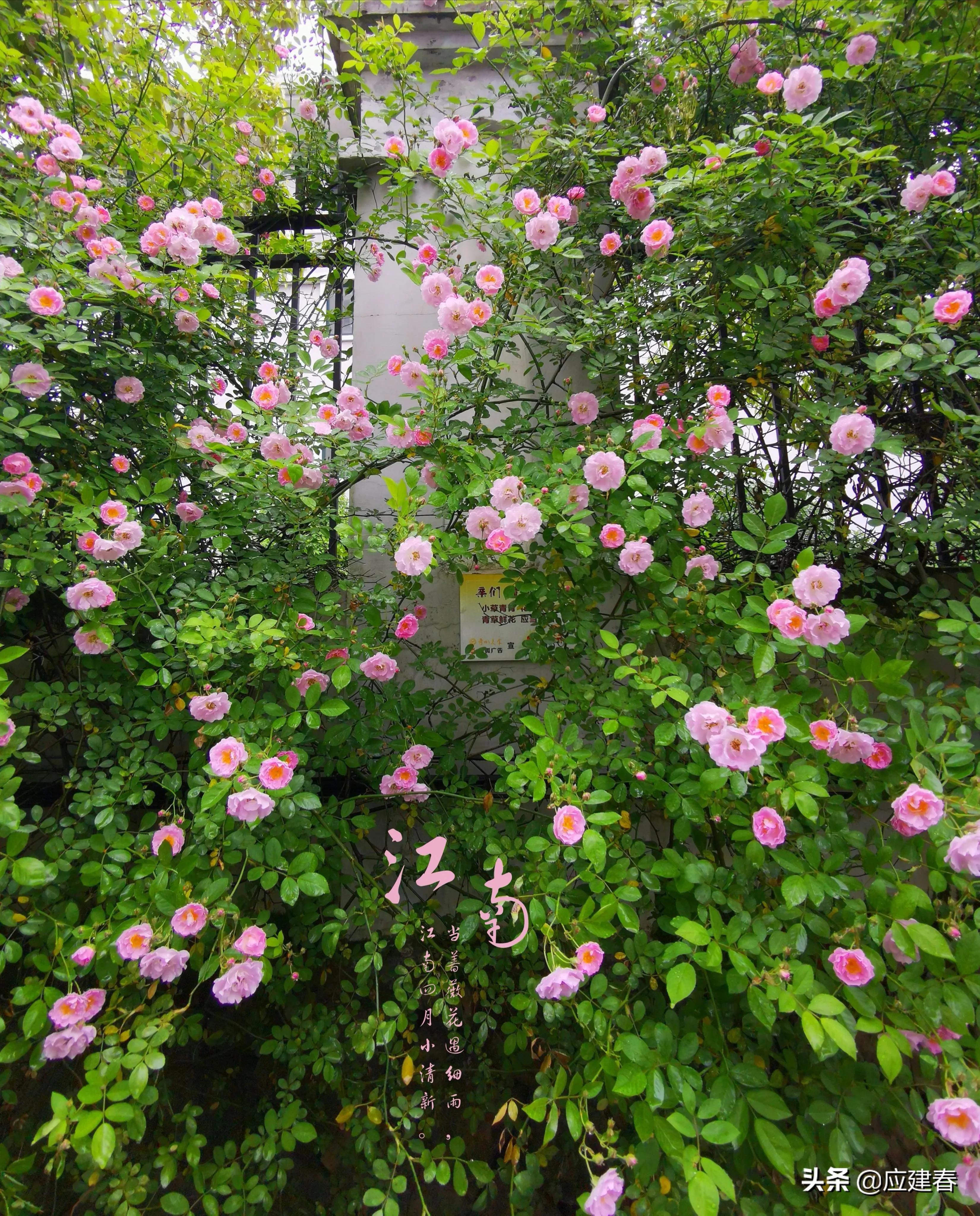 「散文」当蔷薇花遇细雨，江南四月小清新
