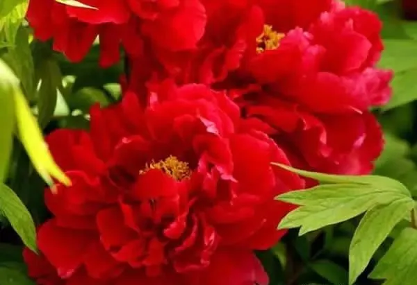 100种名贵牡丹鉴赏 绘画好素材（报花名）