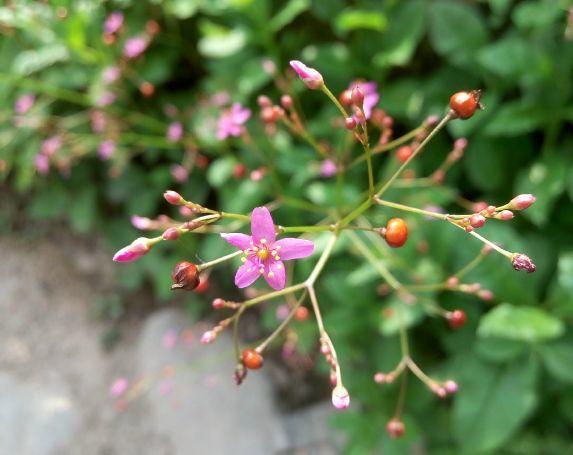 毛葱图片「毛葱图片大全」