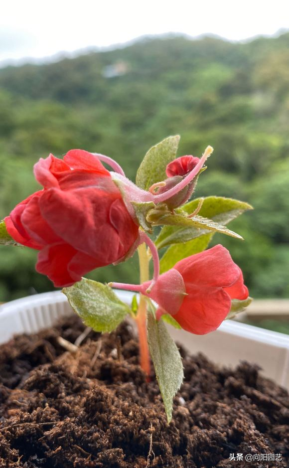 5角钱买的凤仙花种子，撒在花盆，3天蹿苗，红花已经开爆盆了