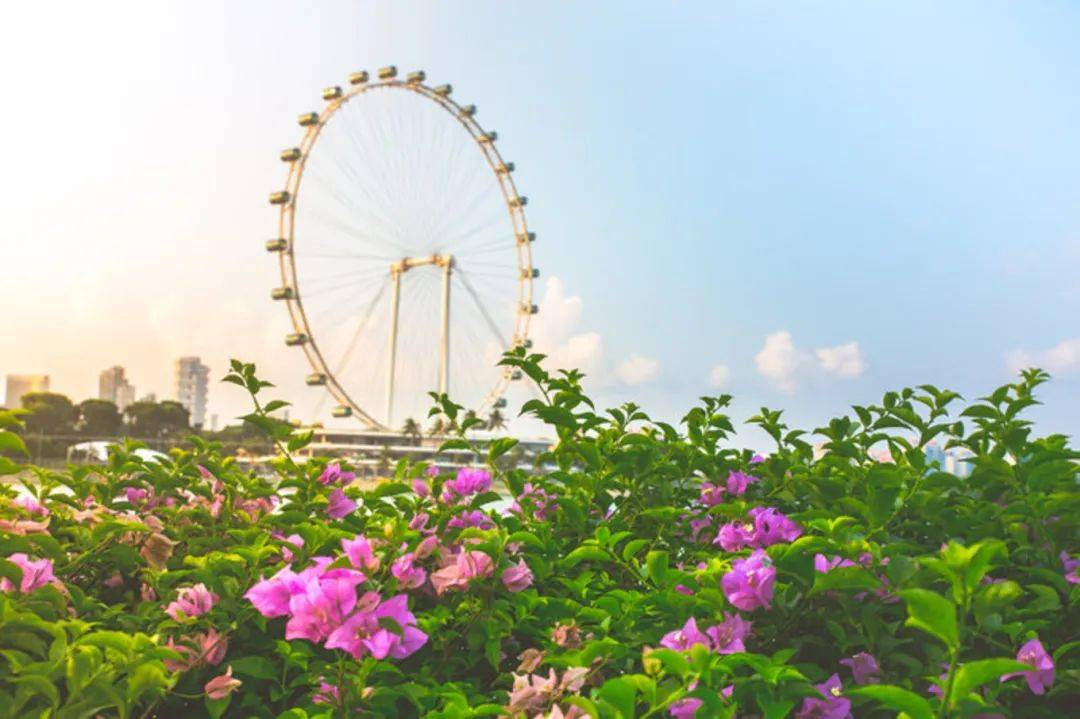 狮城华人网狮城华人网房间出租