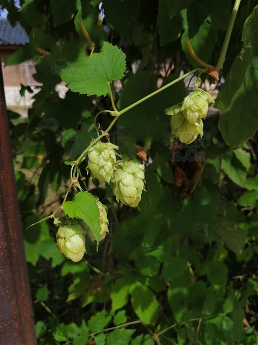 啤酒花来源产地桑科葎草属植物啤酒花,以未成熟的绿色果穗入药.
