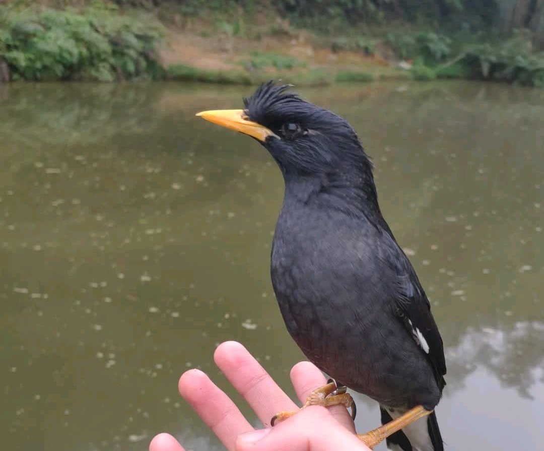 八哥吃什么食物(雏鸟八哥的喂养方法介绍)