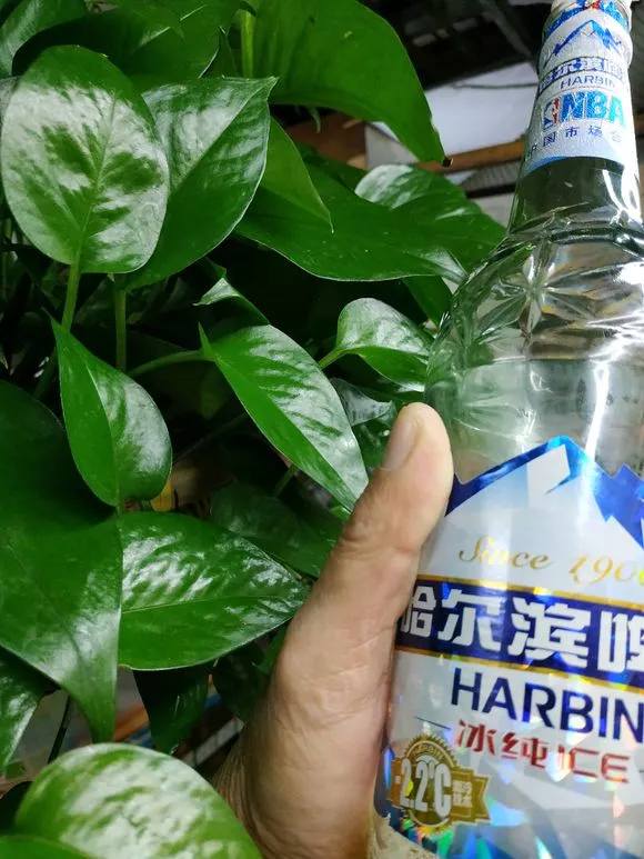 老花匠：绿萝最爱4种东西，喂了以后长得快，抽芽多，易疯长