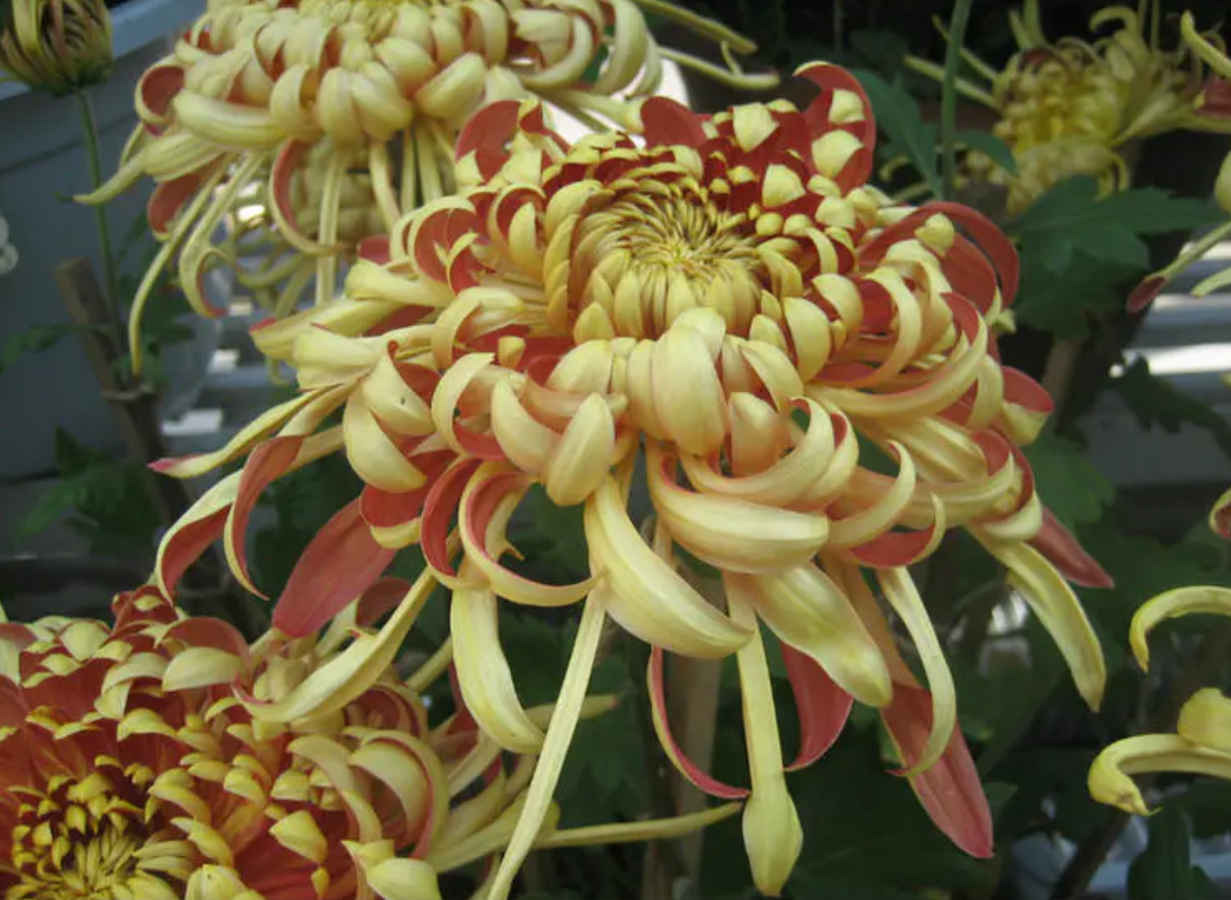 菊花是什么意思 菊花代表的是什么-百联百科