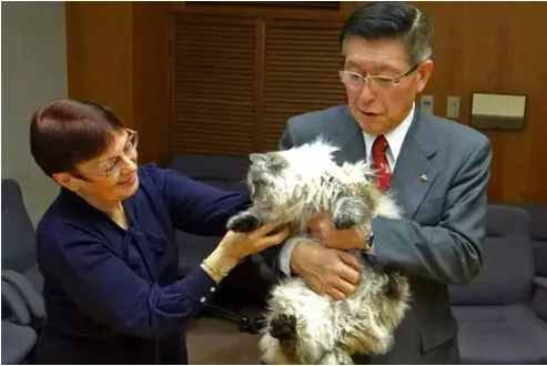 带你见识一下，能洗能遛，乖巧黏人的西伯利亚森林猫