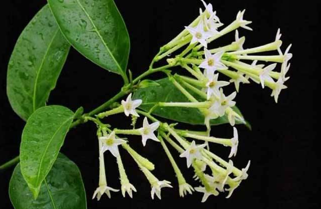 季羡林：一切众生皆有情，一切众生皆过往｜《我爱天下一切狗》