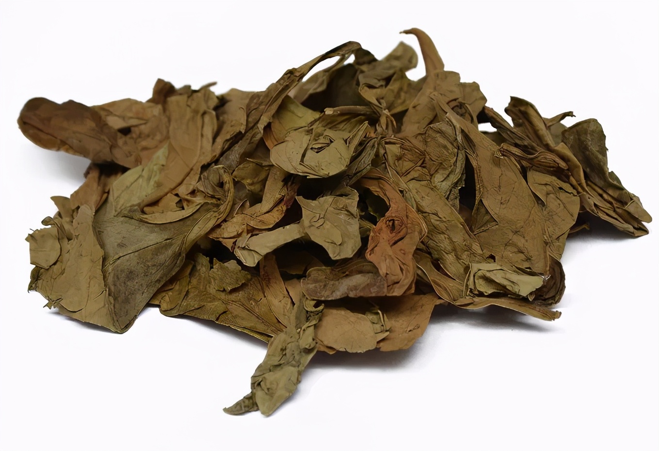 龙脷叶功效与作用,龙脷叶的用量禁忌症