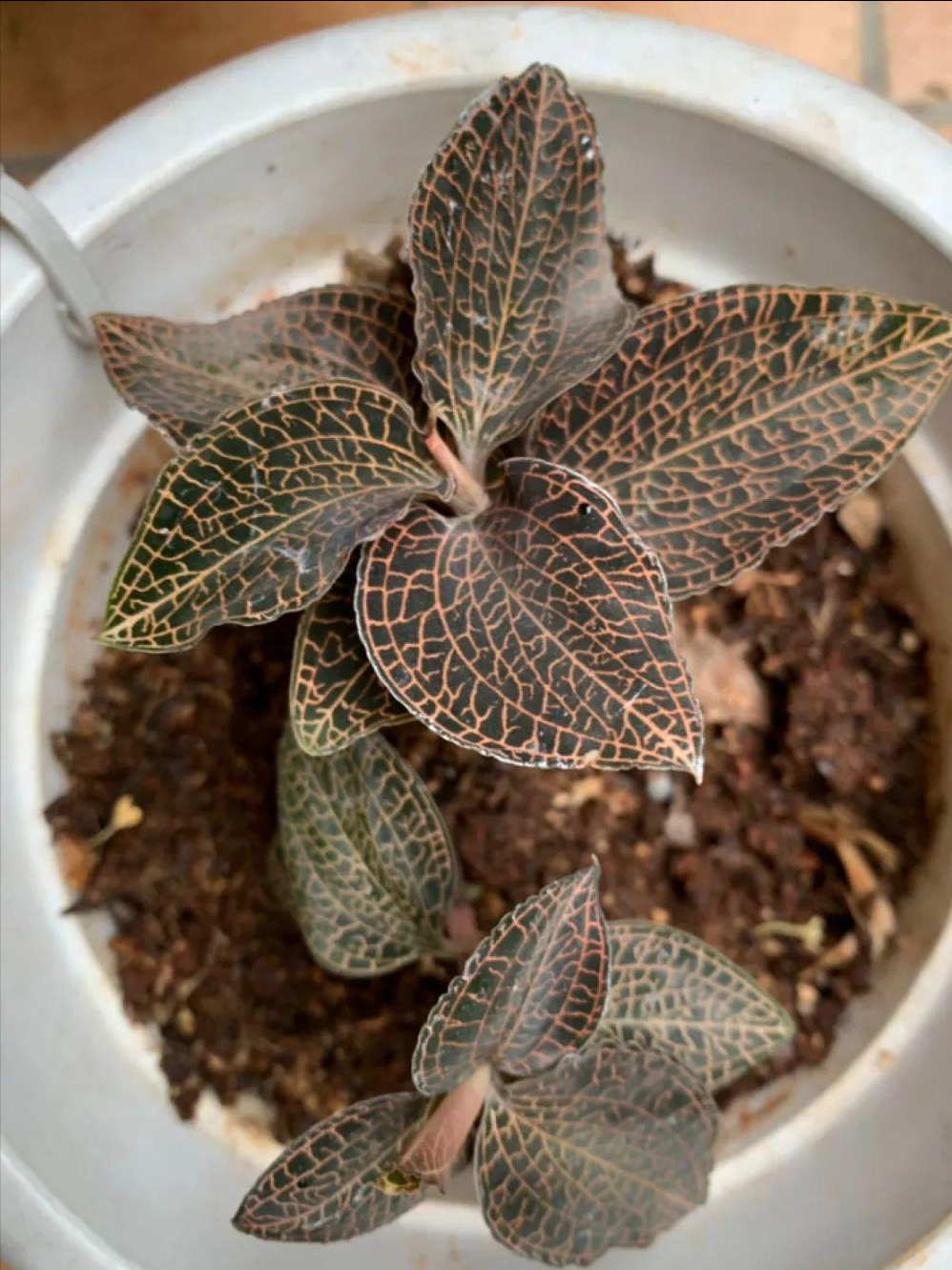 贵州地宝兰(看到稀奇花,不认识的别去挖) - 风集网