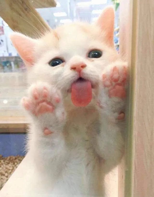 世界上最乖巧的10种猫咪，据说无人能抵挡住它们的温柔