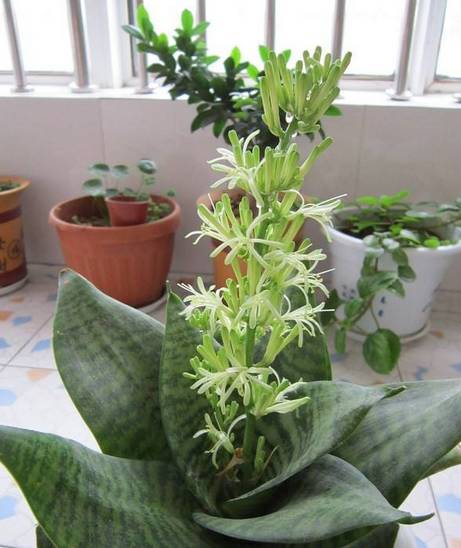 虎皮兰开花是好兆头吗(虎皮兰开花寓意好)