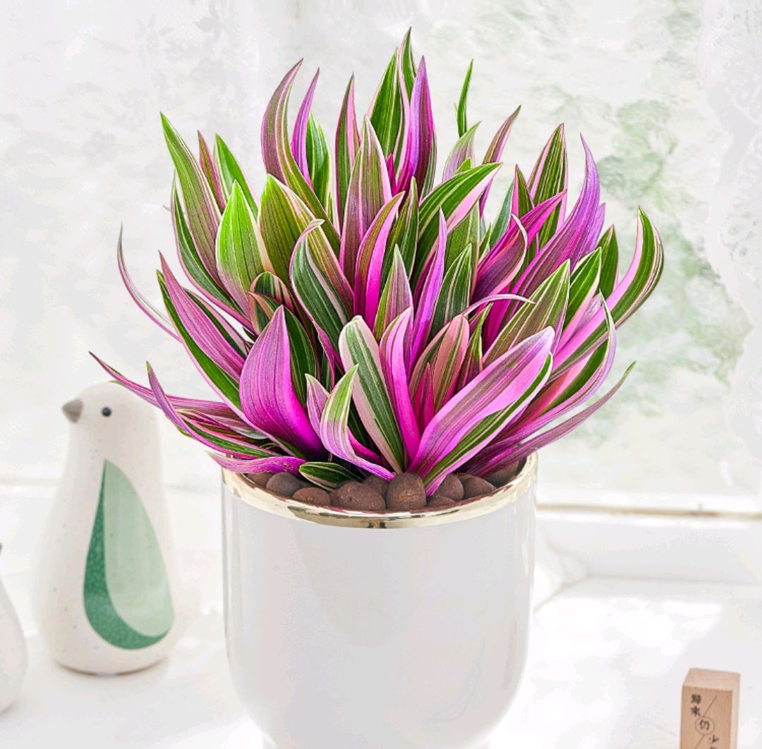 30种耐阴植物室内盆栽(超级耐阴的花没光也能养爆盆)