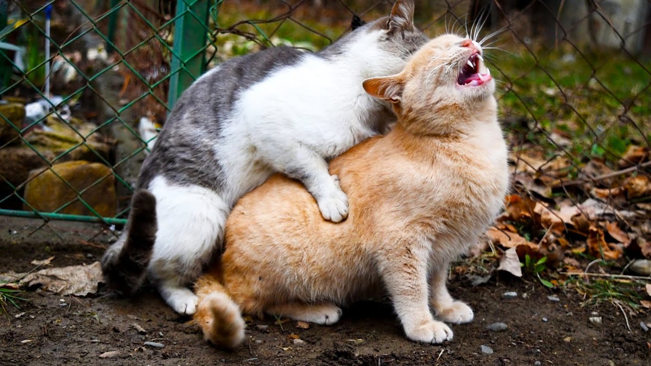 公猫和母猫生殖器图片(母猫交配完成后) - 赤虎壹号