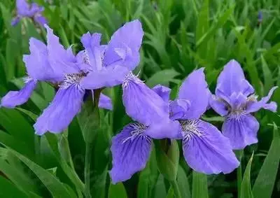 各种花的寓意及花语（100种花的花语大全）