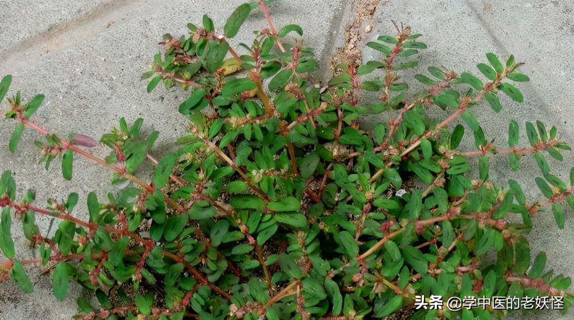 地锦草的功效与作用 地锦草中药别名-徐拾记官网