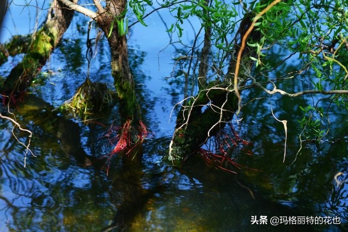 柳树什么时候发芽（山东柳树什么时候发芽）-第46张图片-巴山号