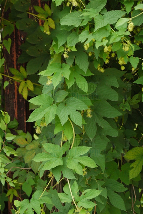 啤酒花,见过吗?能健胃消食,利尿安神