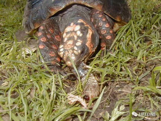红腿陆龟图片（完整饲养红腿陆龟的十年经验分享）