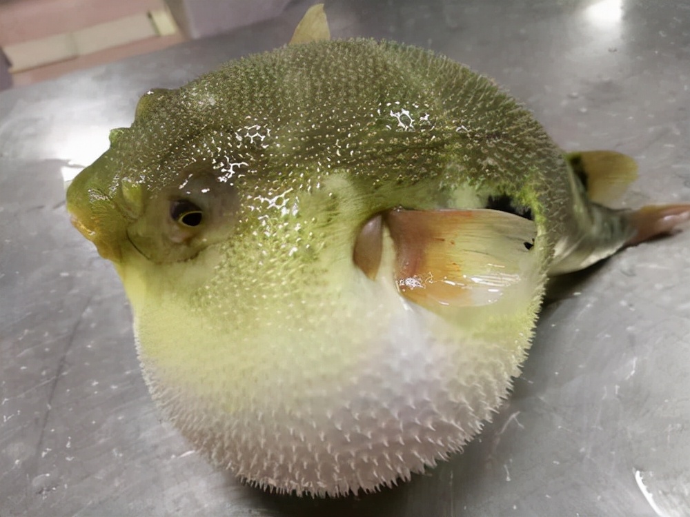河豚是海鱼还是淡水鱼（教你分辨海鱼和淡水鱼）