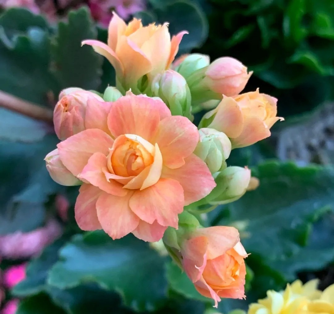 5种非常优秀的长寿花品种(长寿花最名贵最好看的品种) - 泉兴百科