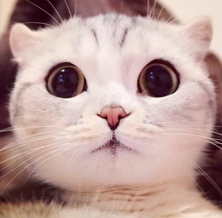 猫眼泪多是怎么回事？