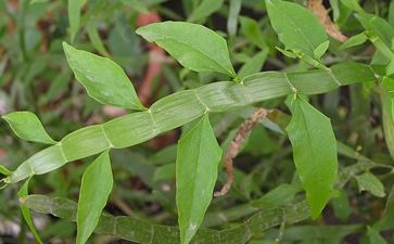 称为"飞天蜈蚣",一节一节的,现发现是跌打损伤的"特效药"