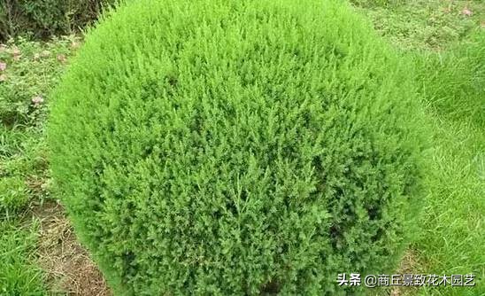 常绿乔木有哪些（70多种常用常绿乔木图例宝典）