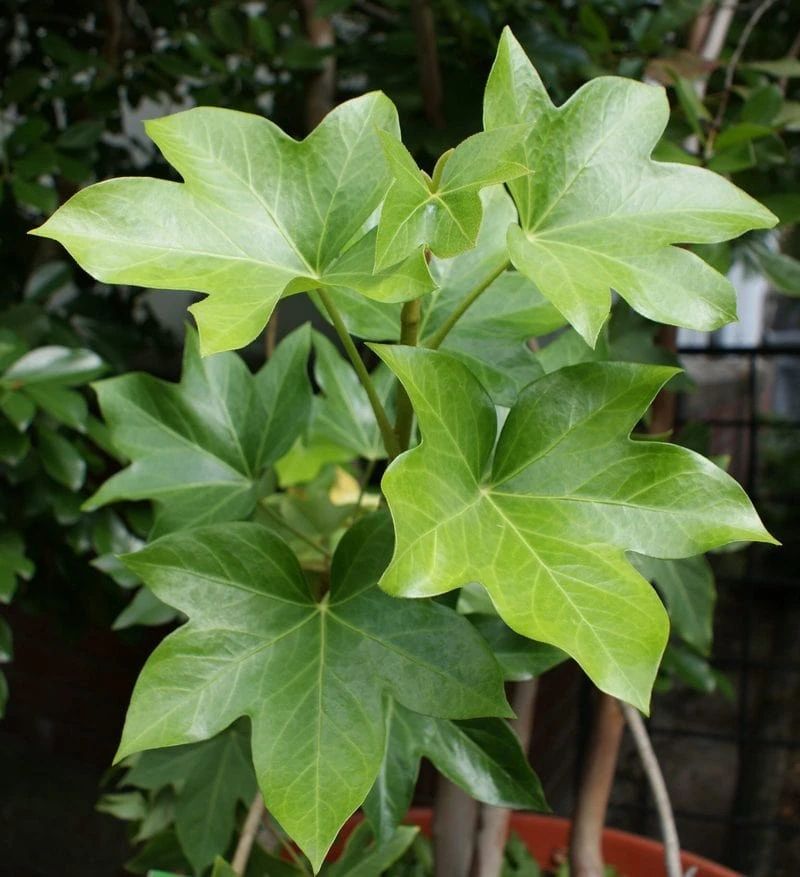 八角金盘(八角金盘的功效与作用) - 盾灵网