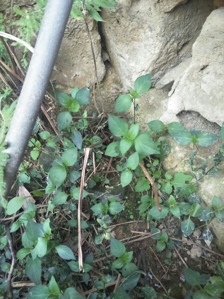 這是籽馬藍,別名豬肝菜,狗肝菜,九肝草