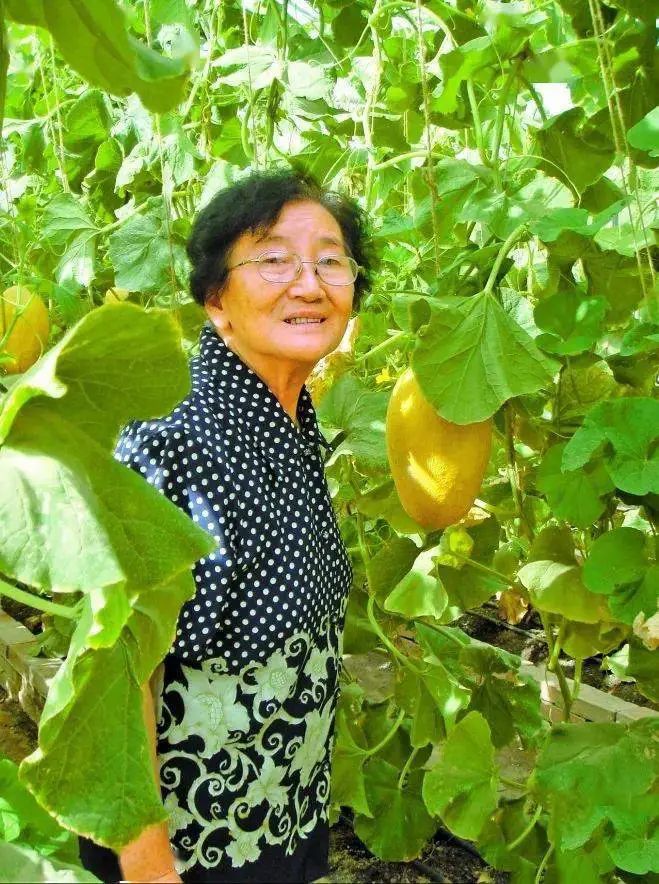 三倍體無籽西瓜,三倍體無籽西瓜培育過程