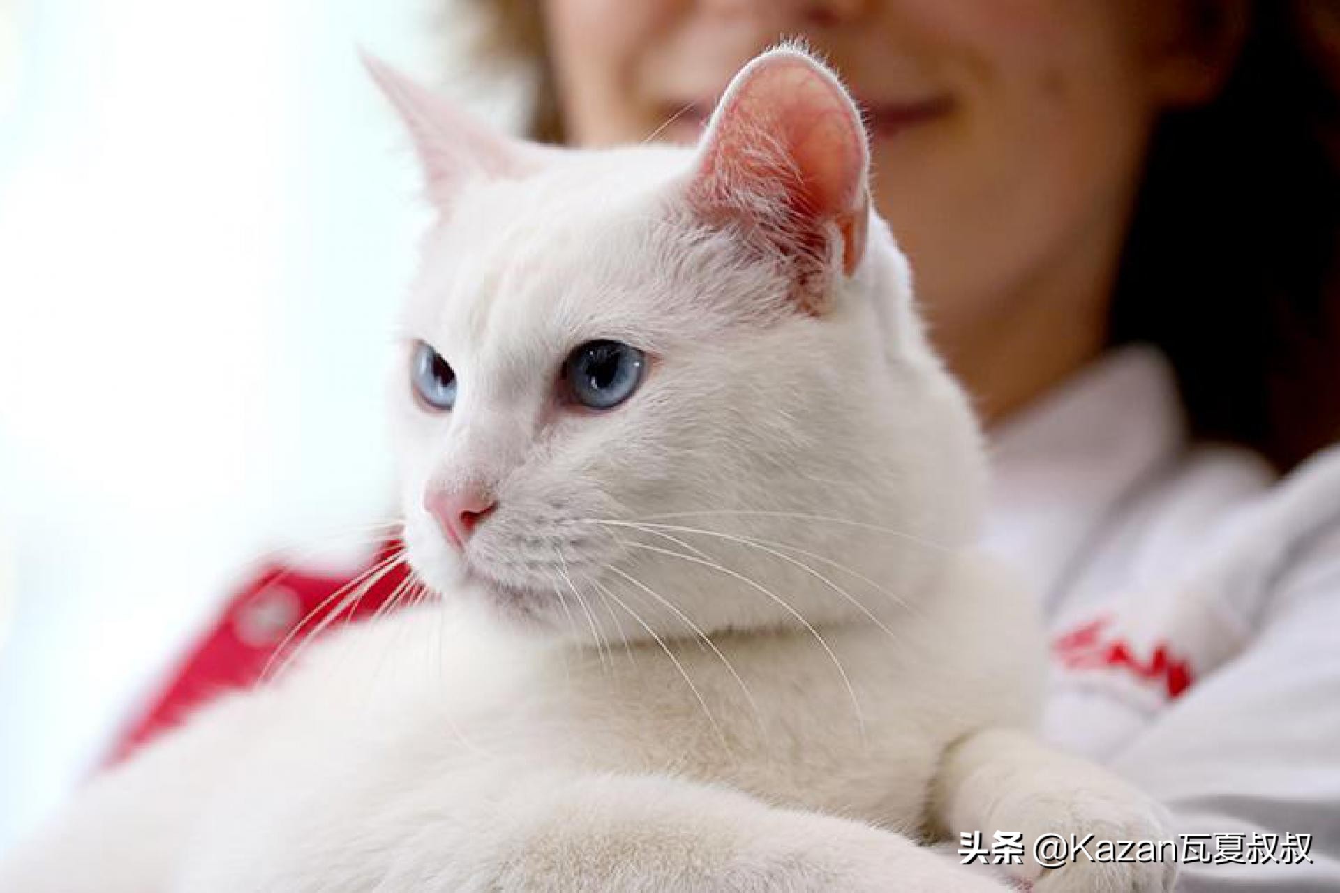 猫预言世界杯完整视频(俄罗斯最著名的猫咪之一，出身皇室，预测世界杯胜负一战成名)