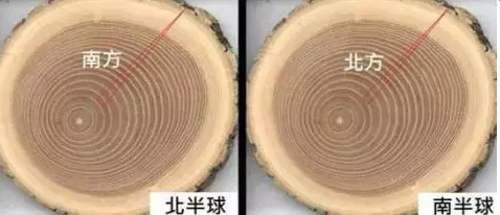 年轮多少年一圈(为什么树木会形成一圈一圈的年轮？年轮的疏密又与什么有关？)